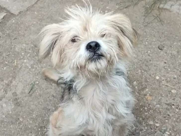 À adopter : chienne de 2 ans