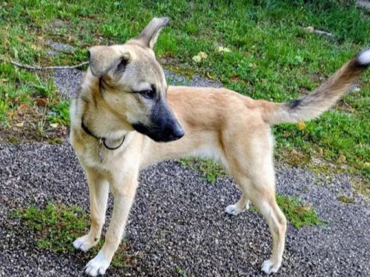 Disponible à l'adoption : chiot femelle de 8 mois