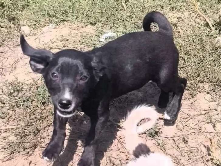 En attente d’adoption : chiot mâle noir avec marque blanche