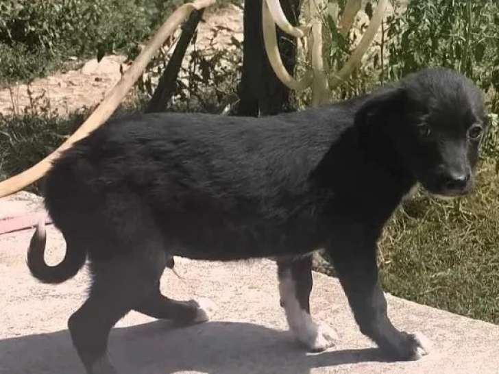 Prêt pour l'adoption : chiot mâle âgé de 5 mois