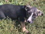 En attente d'un foyer : chiot mâle âgé de 5 mois