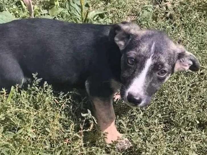 En attente d'un foyer : chiot mâle âgé de 5 mois