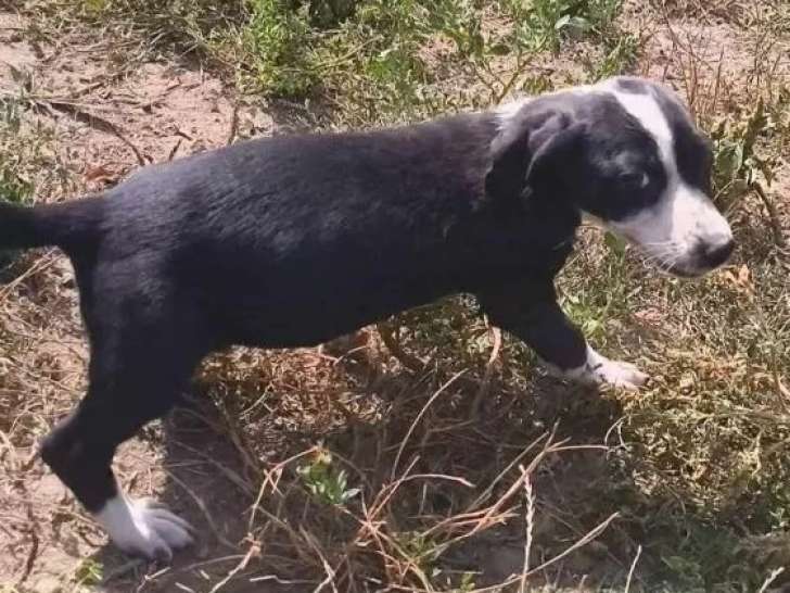 À accueillir : chiot femelle de 5 mois