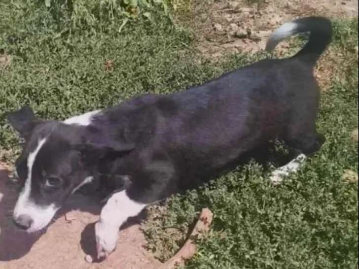 En quête d'un foyer : chiot femelle noir avec marque blanche