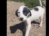 Adoption disponible : chiot femelle arlequin