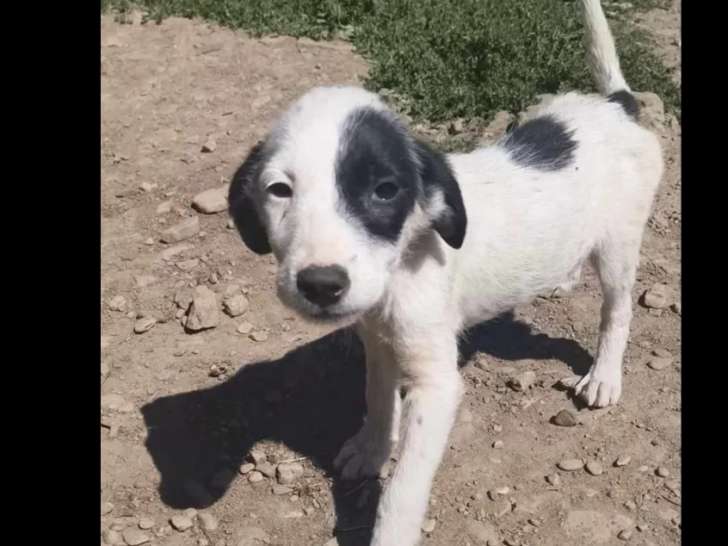 Adoption disponible : chiot femelle arlequin