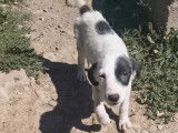 Adoption disponible : chiot femelle arlequin