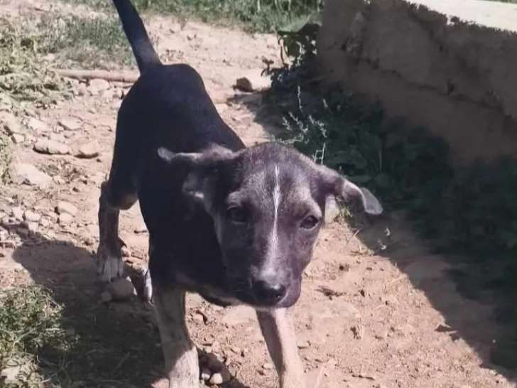 À la recherche d'un foyer : chiot femelle noir