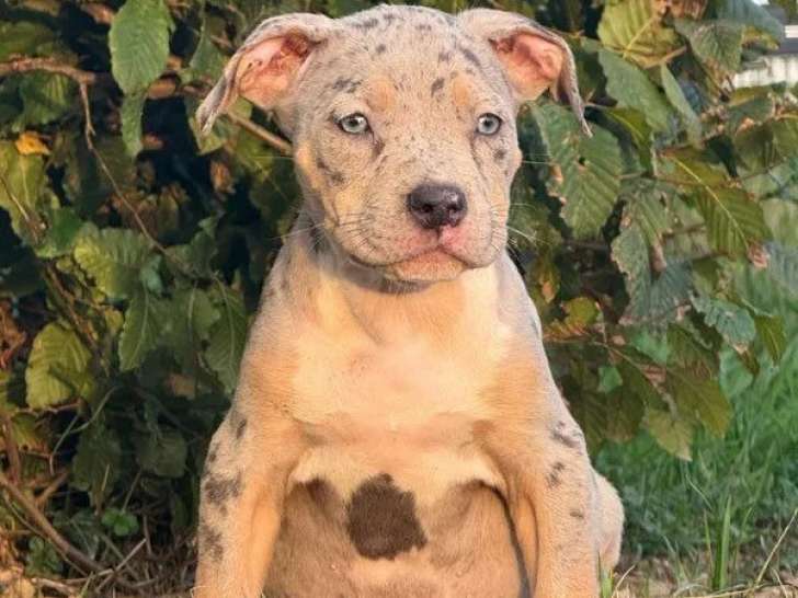 2 chiots femelles American Bully à vendre (LOF)