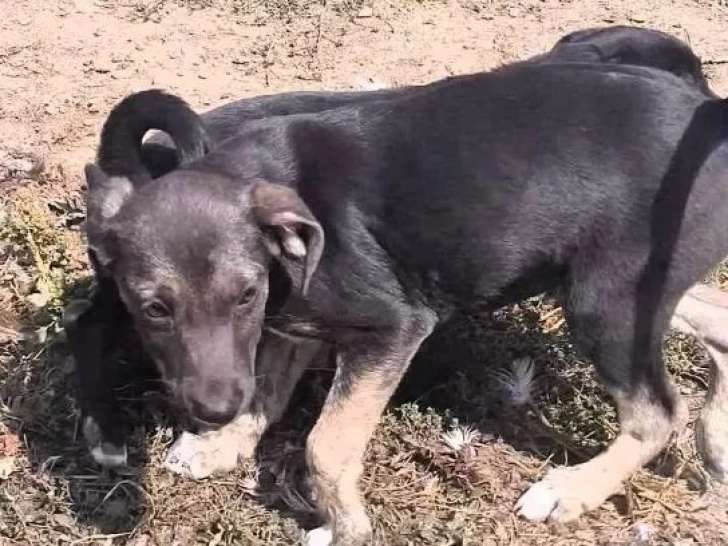 Chiot femelle noir à adopter