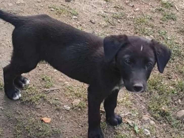 Chiot mâle noir disponible à l'adoption
