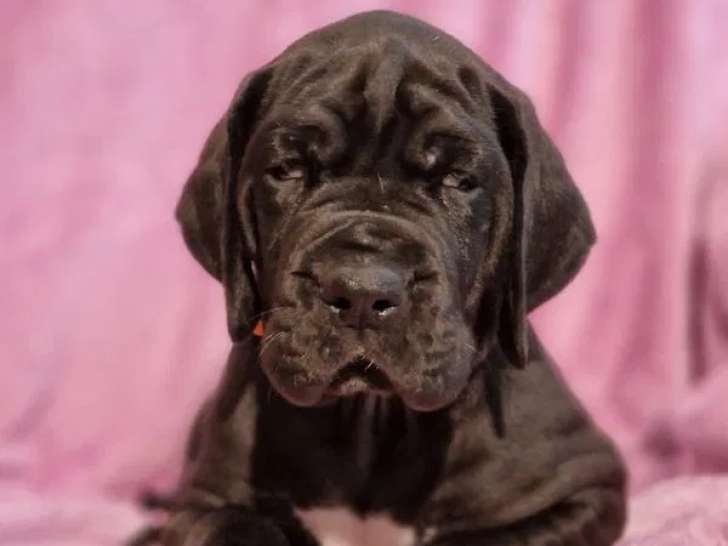 À réserver, 2 chiots mâles Dogue Allemand (LOF)