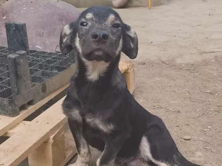 Chiot mâle de 6 mois en attente d'adoption