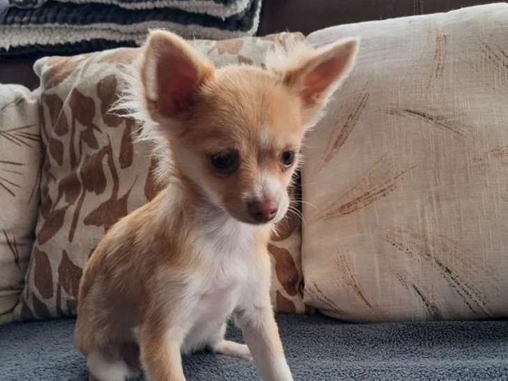 3 chiots Chihuahua femelles à vendre (non LOF)
