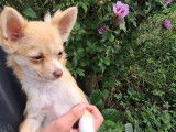 3 chiots Chihuahua femelles à vendre (non LOF)