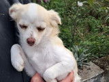 3 chiots Chihuahua femelles à vendre (non LOF)