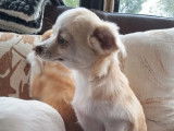 3 chiots Chihuahua femelles à vendre (non LOF)