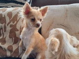3 chiots Chihuahua femelles à vendre (non LOF)