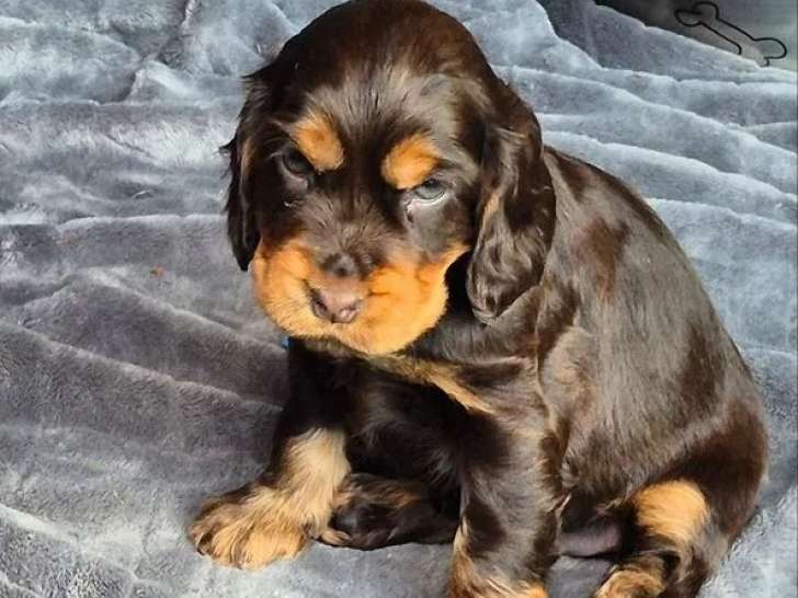 4 chiots femelles Cockers Anglais LOF à réserver
