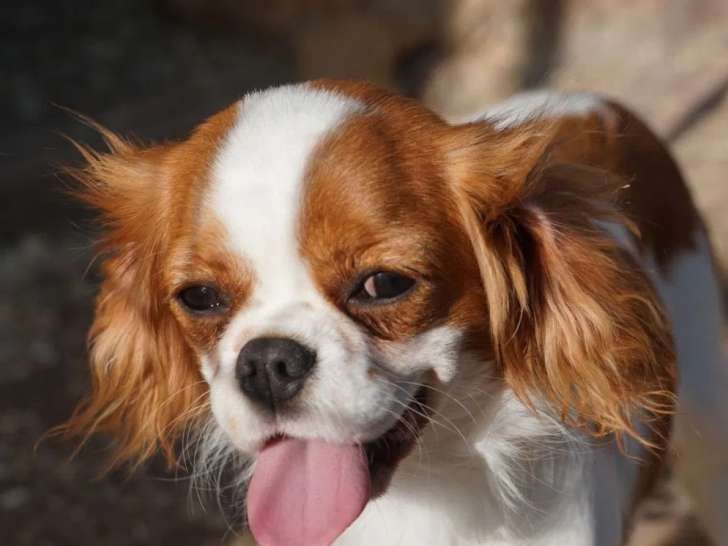 Chien adulte femelle Cavalier King Charles non LOF à vendre