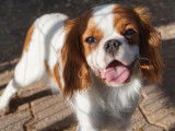 Chien adulte femelle Cavalier King Charles non LOF à vendre