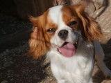 Chien adulte femelle Cavalier King Charles non LOF à vendre