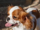 Chien adulte femelle Cavalier King Charles non LOF à vendre