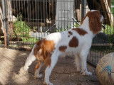 Chien adulte femelle Cavalier King Charles non LOF à vendre