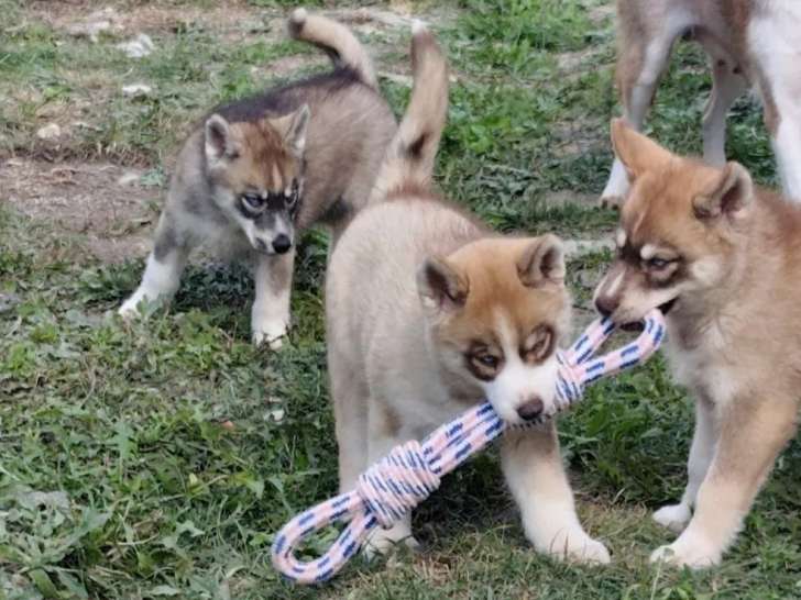 3 chiots Husky Sibérien non LOF à vendre