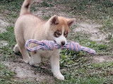 3 chiots Husky Sibérien non LOF à vendre