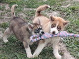 3 chiots Husky Sibérien non LOF à vendre