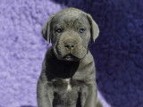 À réserver, 4 chiots Cane Corso (LOF)