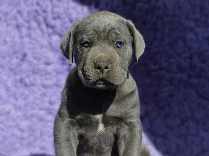 À réserver, 4 chiots Cane Corso (LOF)