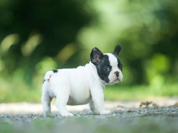 Chiot mâle Bouledogue Français LOF à vendre