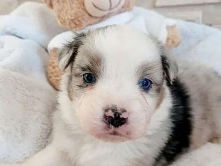 À réserver, 9 chiots Berger Australien LOF