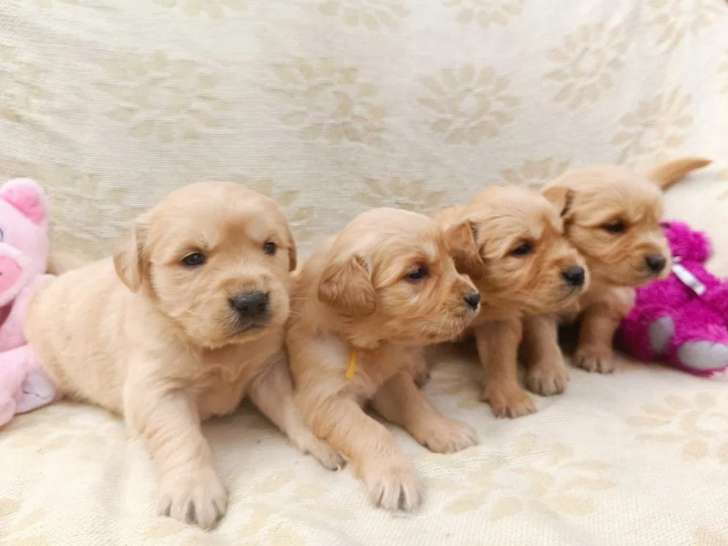 Chiots Golden Retrievers à réserver (LOF)