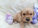 Chiots Golden Retrievers à réserver (LOF)