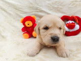 Chiots Golden Retrievers à réserver (LOF)
