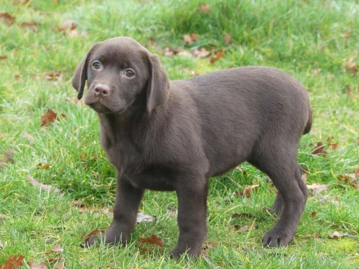 5 chiots Labrador Retriever disponibles à la réservation (LOF)