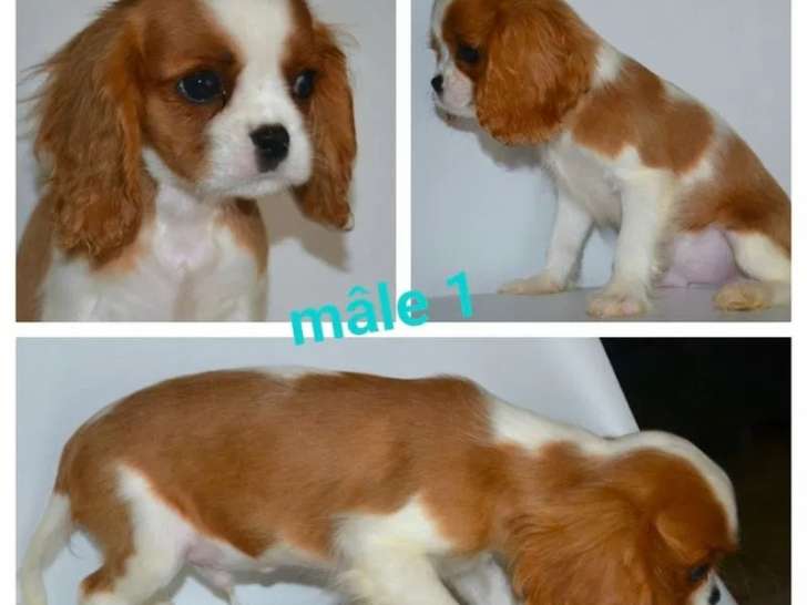 3 chiots mâles Cavalier King Charles disponibles à l’achat (LOF)