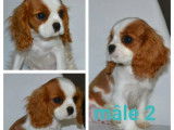 3 chiots mâles Cavalier King Charles disponibles à l’achat (LOF)