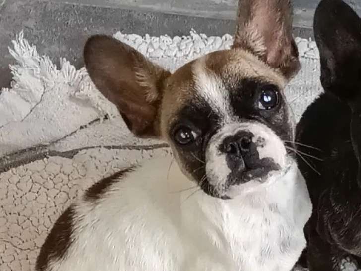 Chiot mâle Bouledogue Français caille fauve à vendre (LOF)