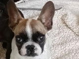 Chiot mâle Bouledogue Français caille fauve à vendre (LOF)