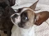 Chiot mâle Bouledogue Français caille fauve à vendre (LOF)