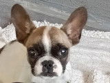 Chiot mâle Bouledogue Français caille fauve à vendre (LOF)