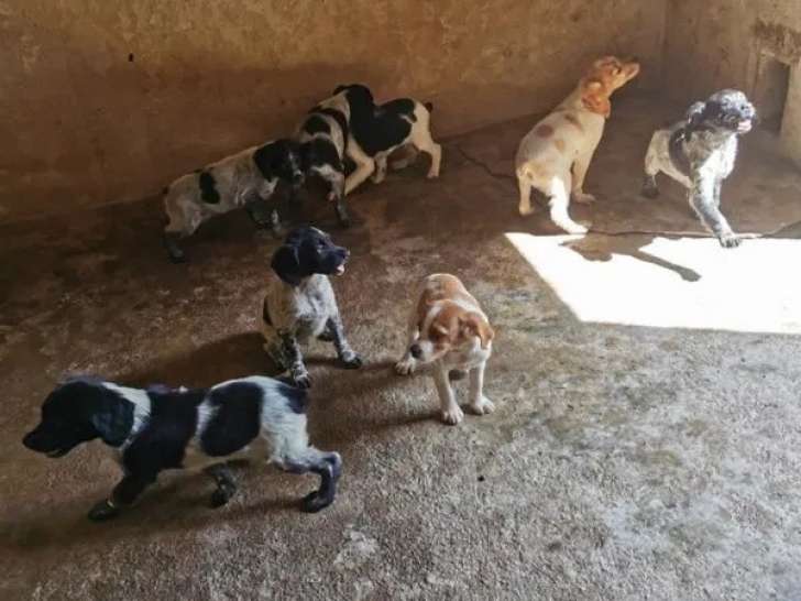 À réserver, chiots Épagneul Breton LOF