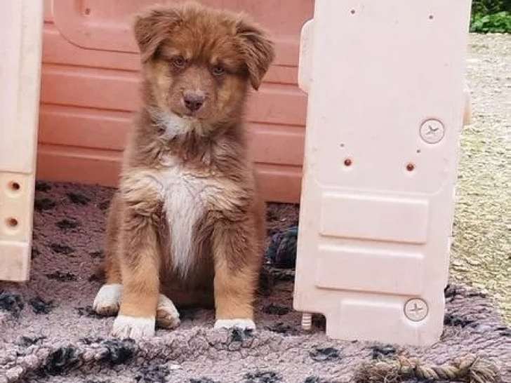 Chiots mâles Bergers Australiens LOF à vendre