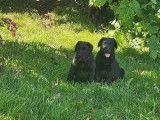 Des chiots Labrador Retriever LOF à vendre