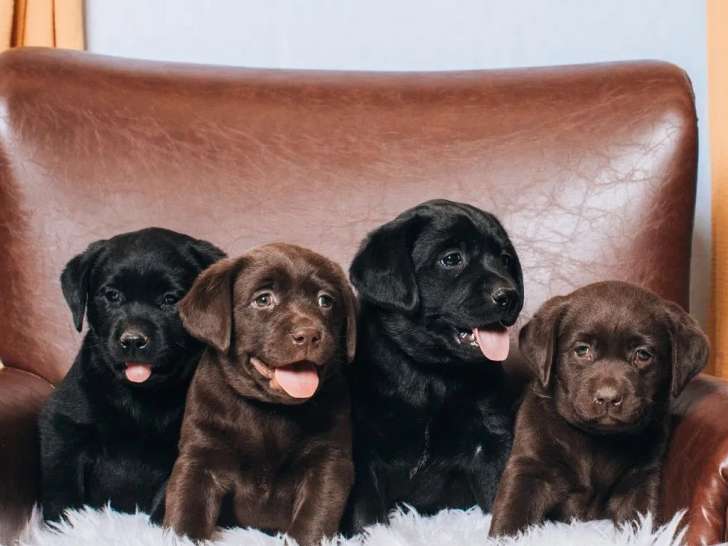 Des chiots Labrador Retriever LOF à vendre
