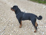 Mâle Rottweiler disponible pour saillie